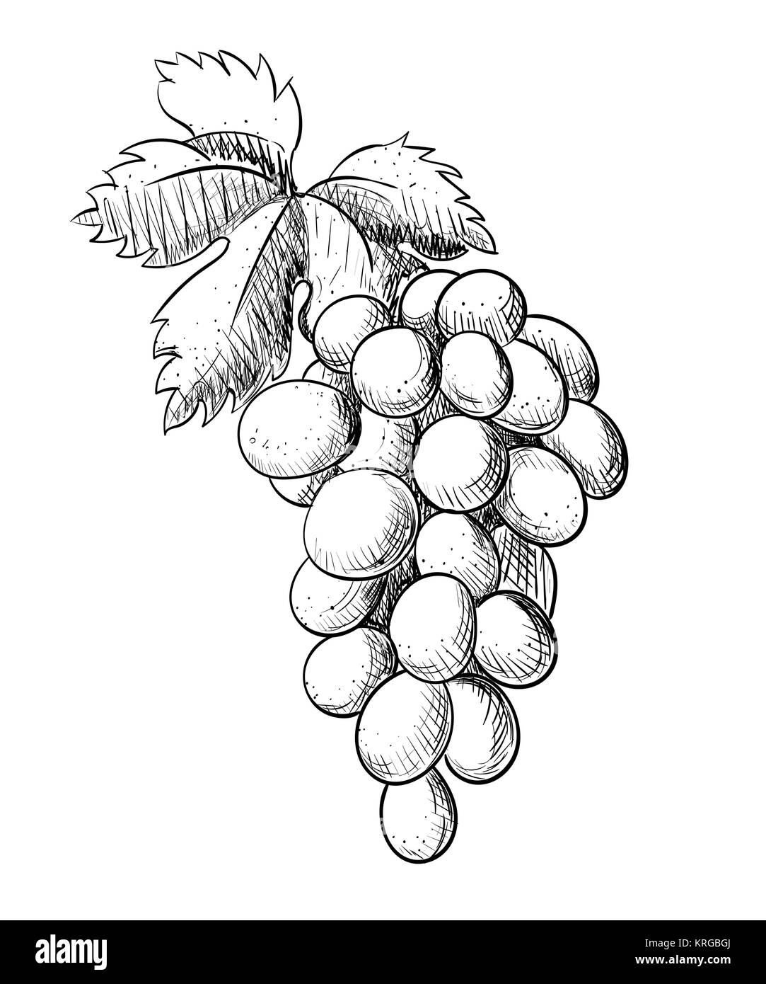 Grape harvesting Black and White Stock Photos & Images Alamy