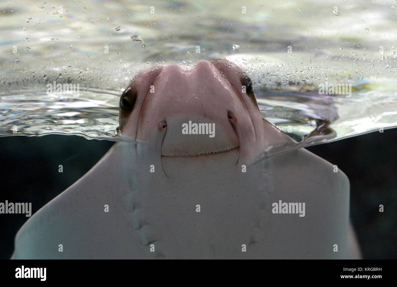 Atlantic Cownose Ray (Rhinoptera bonasus ) in extrteme closeup Stock Photo