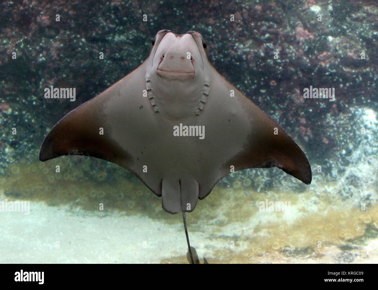 Cownose Ray High Resolution Stock Photography and Images - Alamy