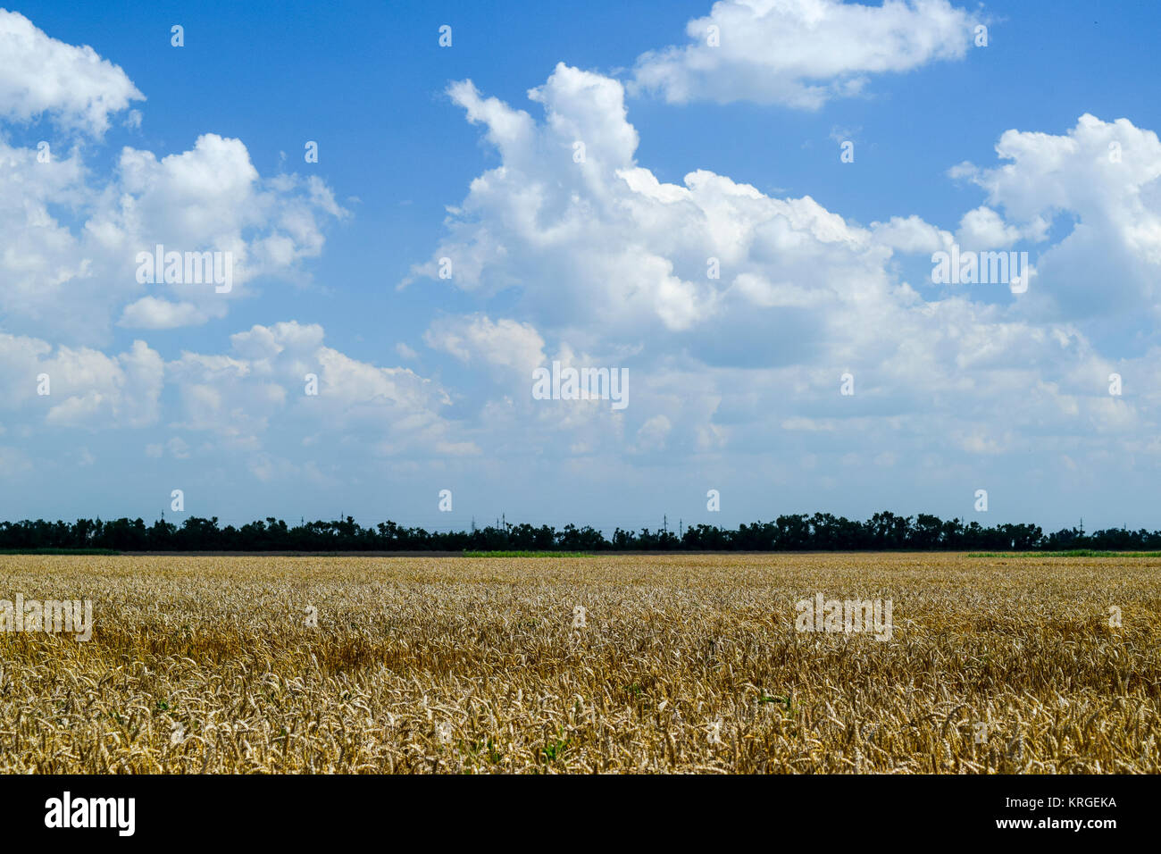 field of wheat Stock Photo - Alamy