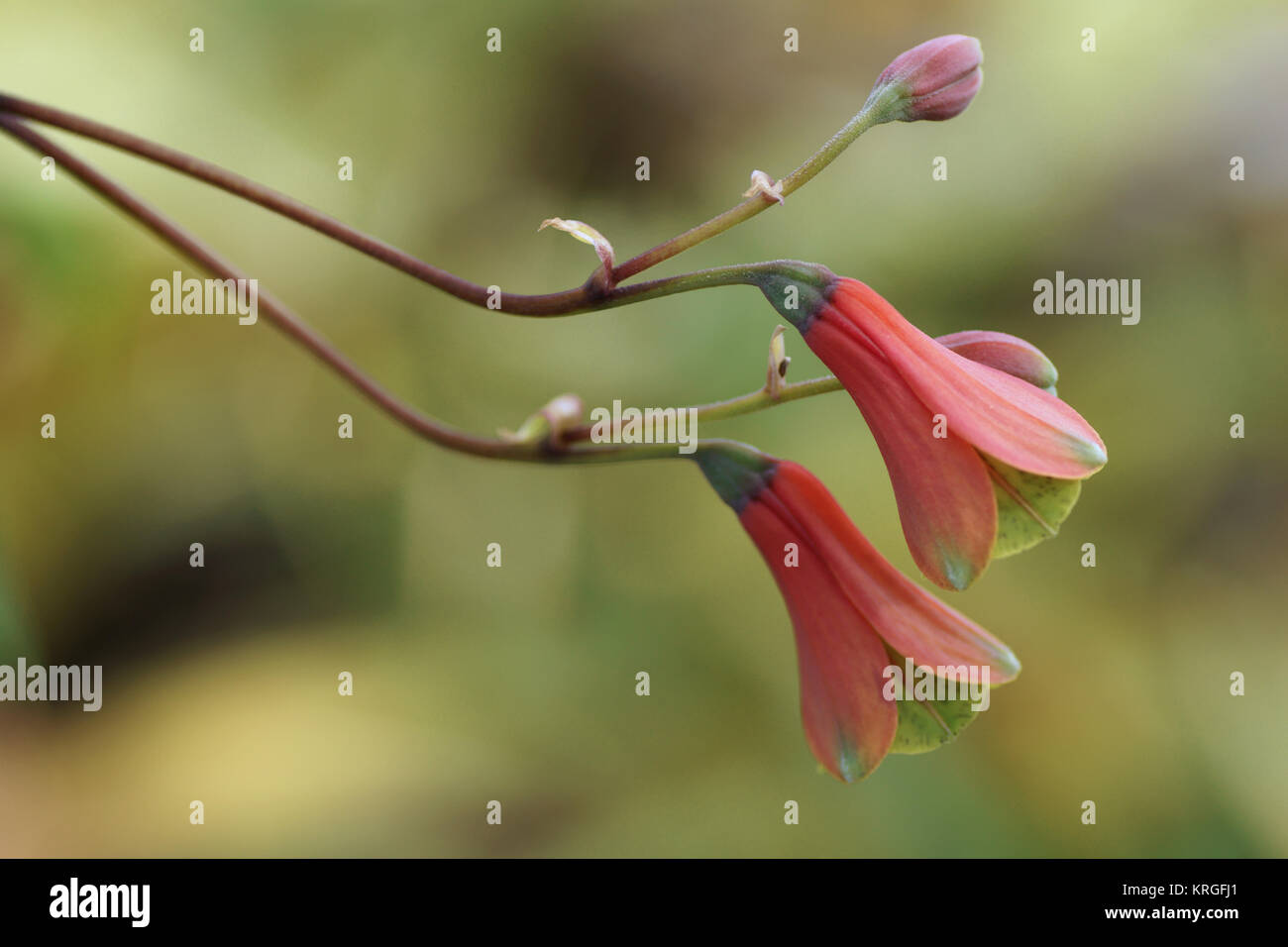 Bomarea edulis Stock Photo