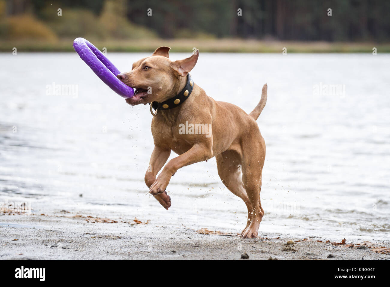 Working Pit Bulldog playing with a puller toy in the water on a cloudy autumn day Stock Photo