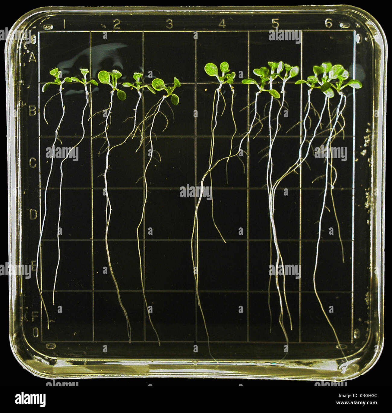 Thale cress grown within transparent gel plates in weightlessness Stock Photo