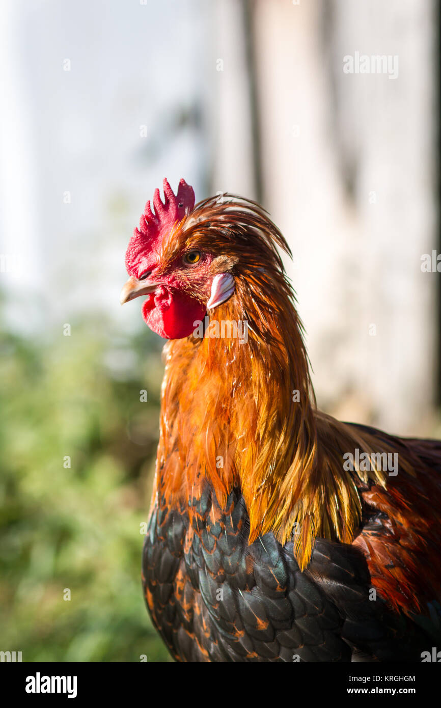 Young Sulmtaler chicken rooster a critically endangered chicken breed