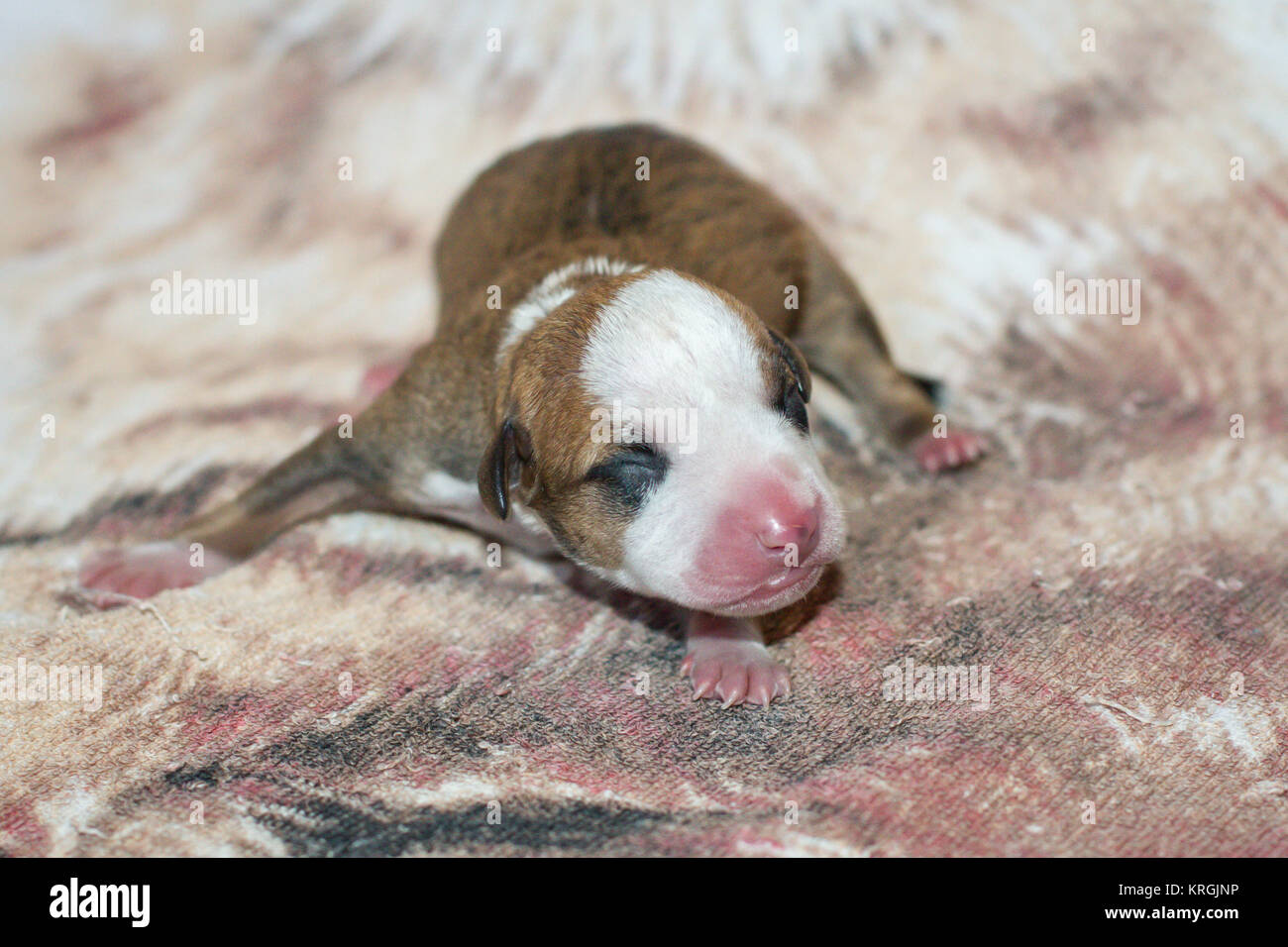 Newborn Bulldog type puppy Stock Photo