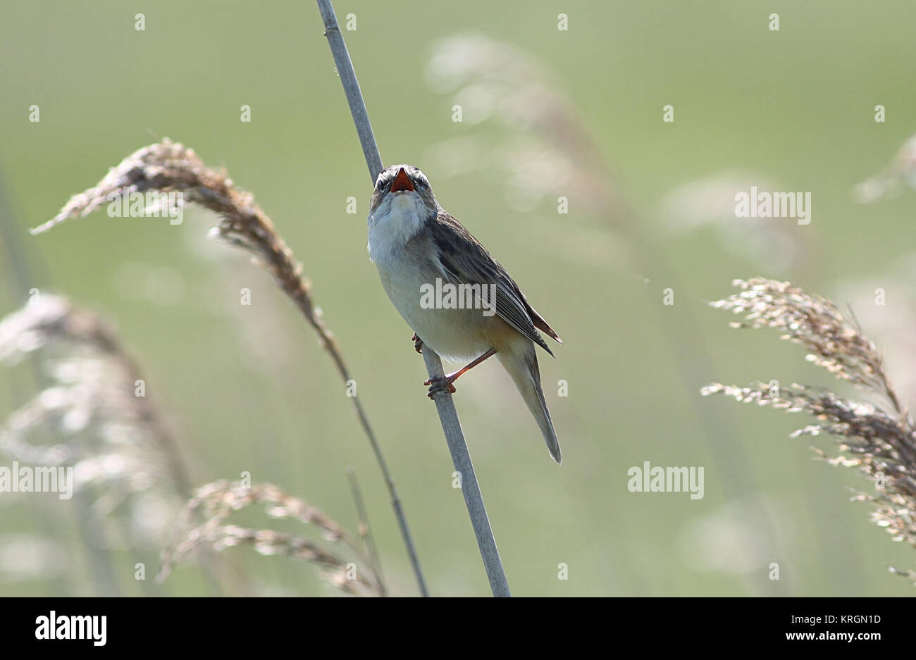 European Sedge Warbler (Acrocephalus schoenobaenus) singing Stock Photo ...