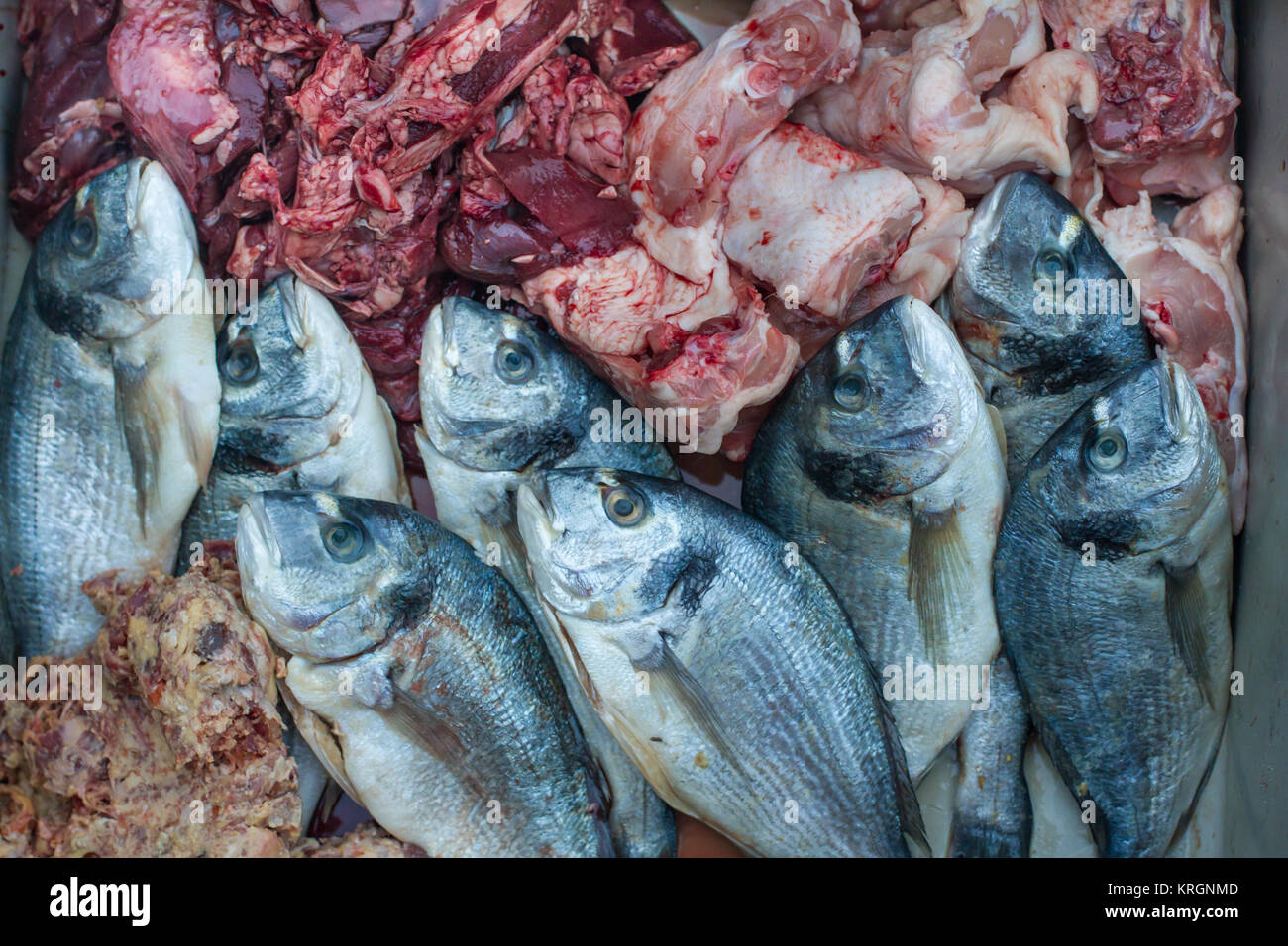 BARF bones and raw dog food, raw dog feeding Stock Photo