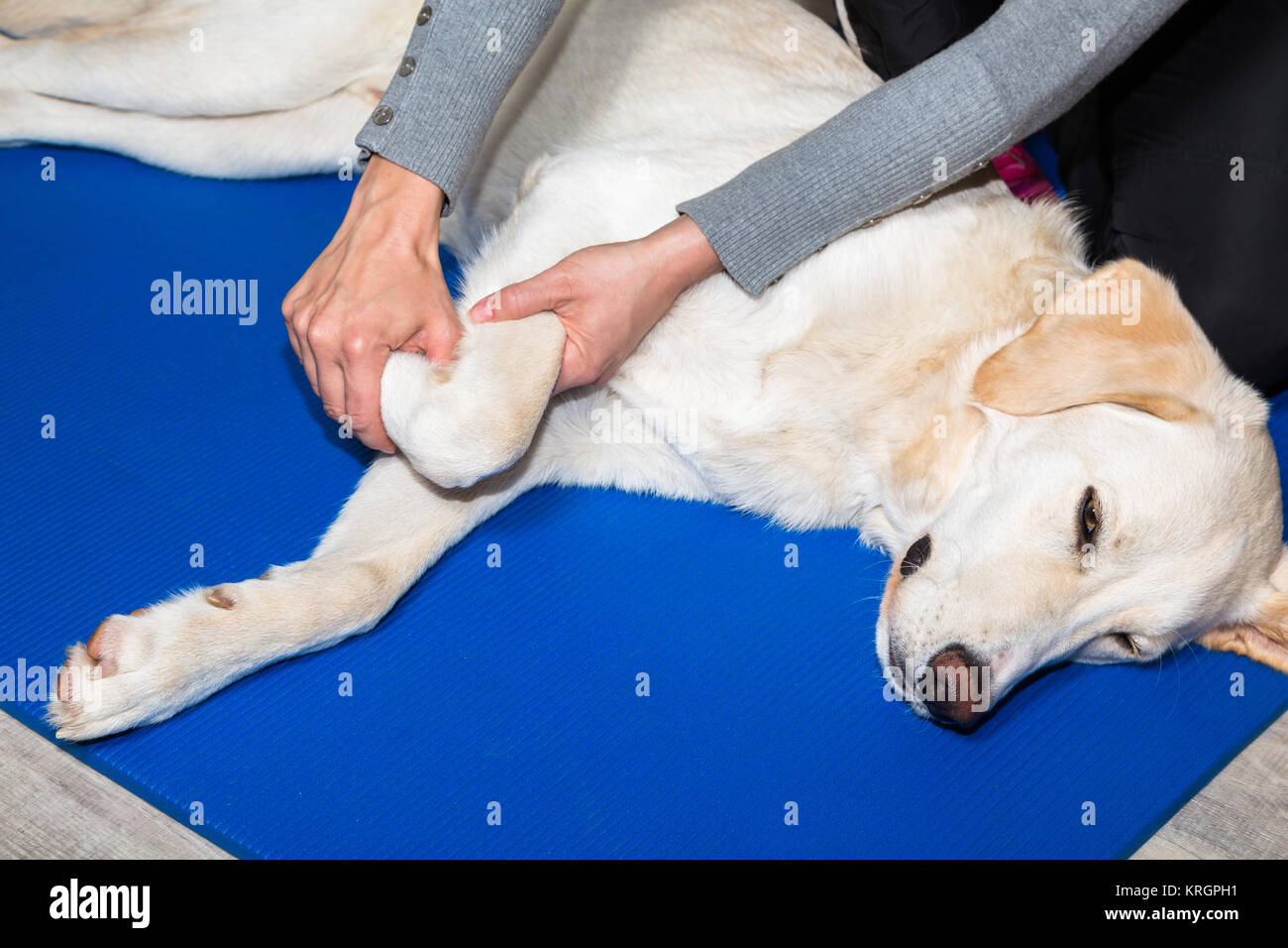 Strain dog hires stock photography and images Alamy