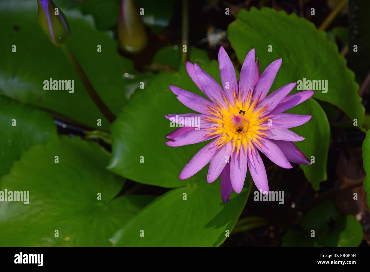 Nymphaea caerulea, blue lotus flower Stock Photo Alamy