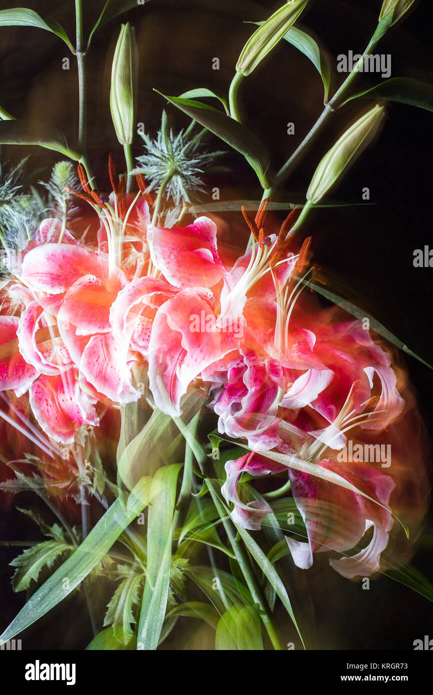 multiply exposed lilies Stock Photo Alamy