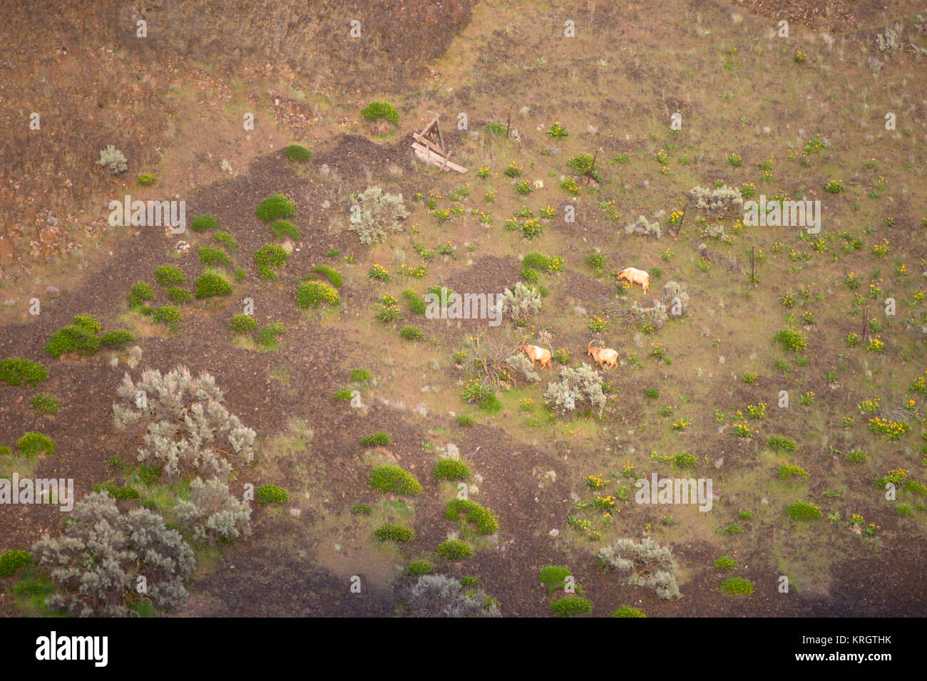 Washinton State Wildlife Mountain Goats Wild Animals Graze Stock Photo