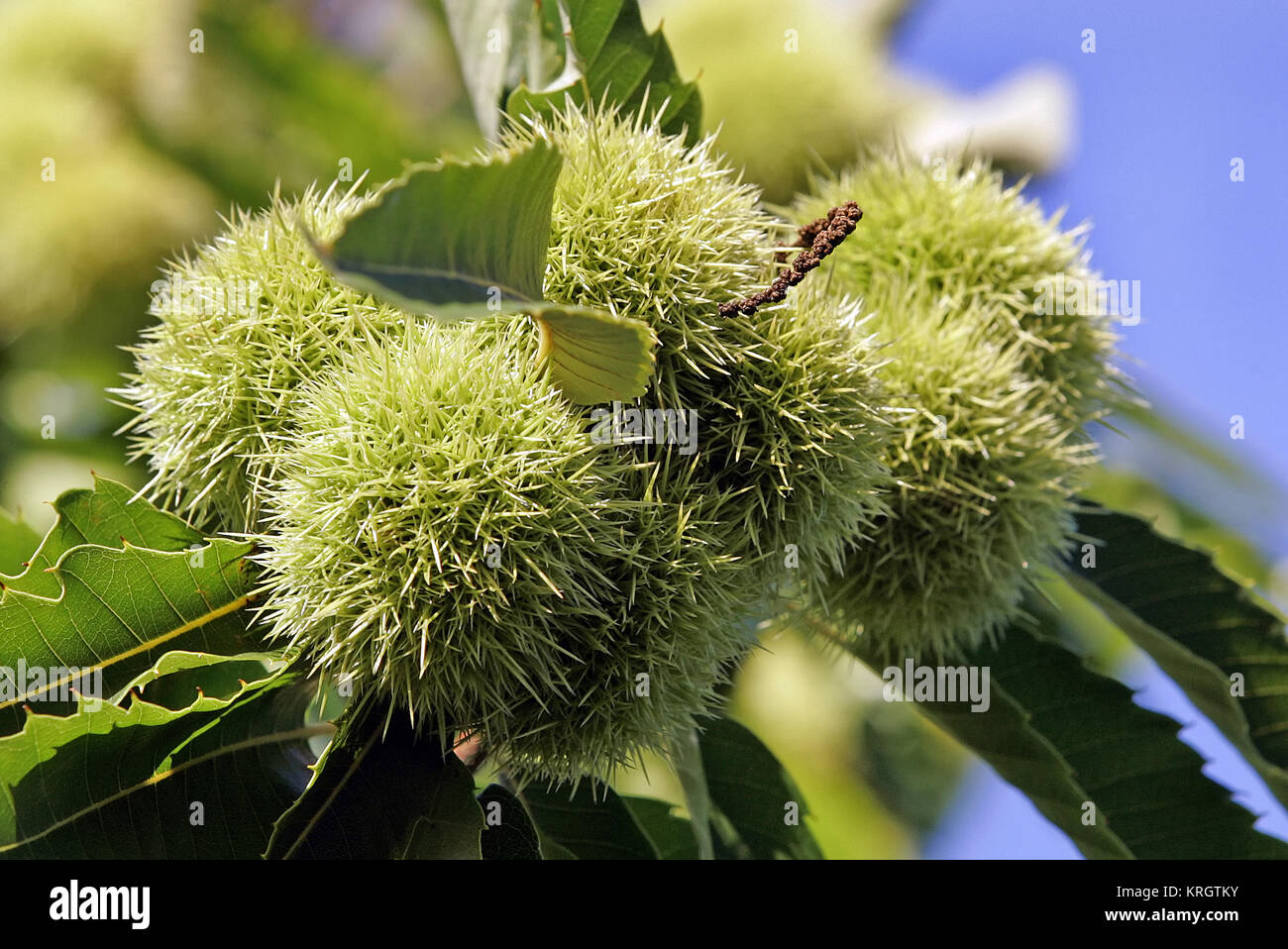 chestnuts hedgehogs Stock Photo