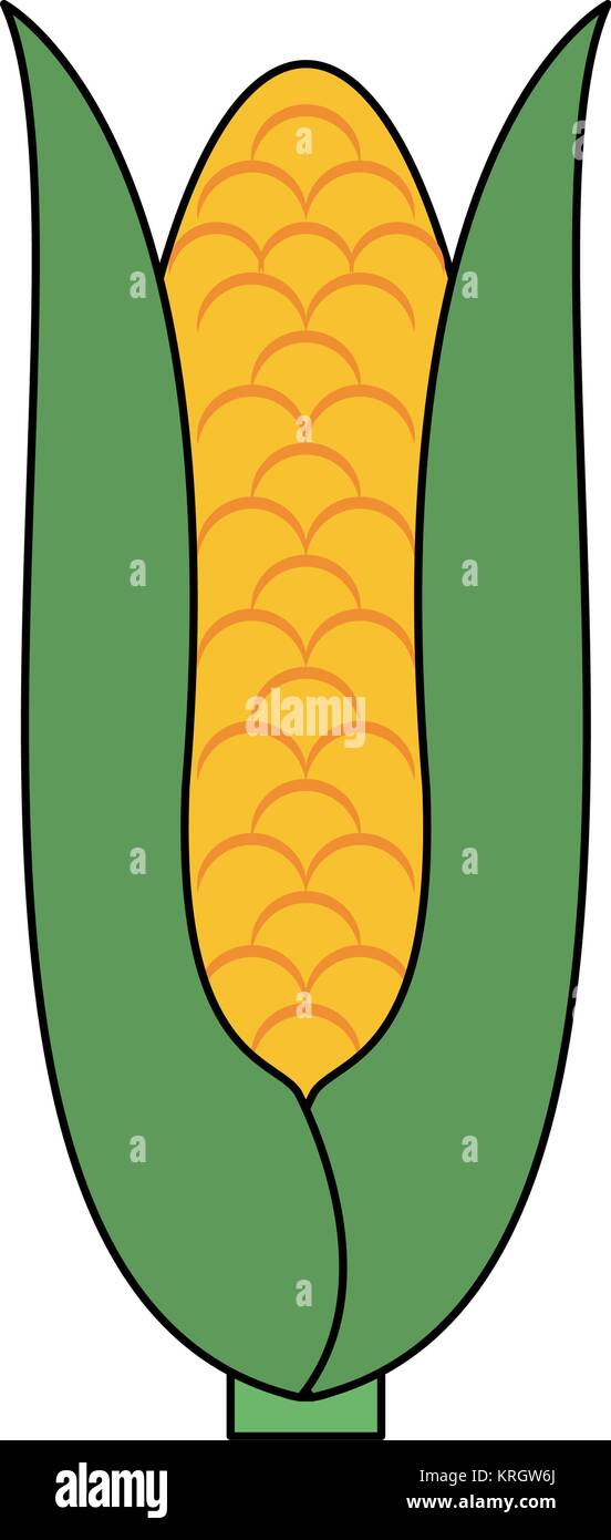 Corn vegetable isolated Stock Vector Image & Art - Alamy