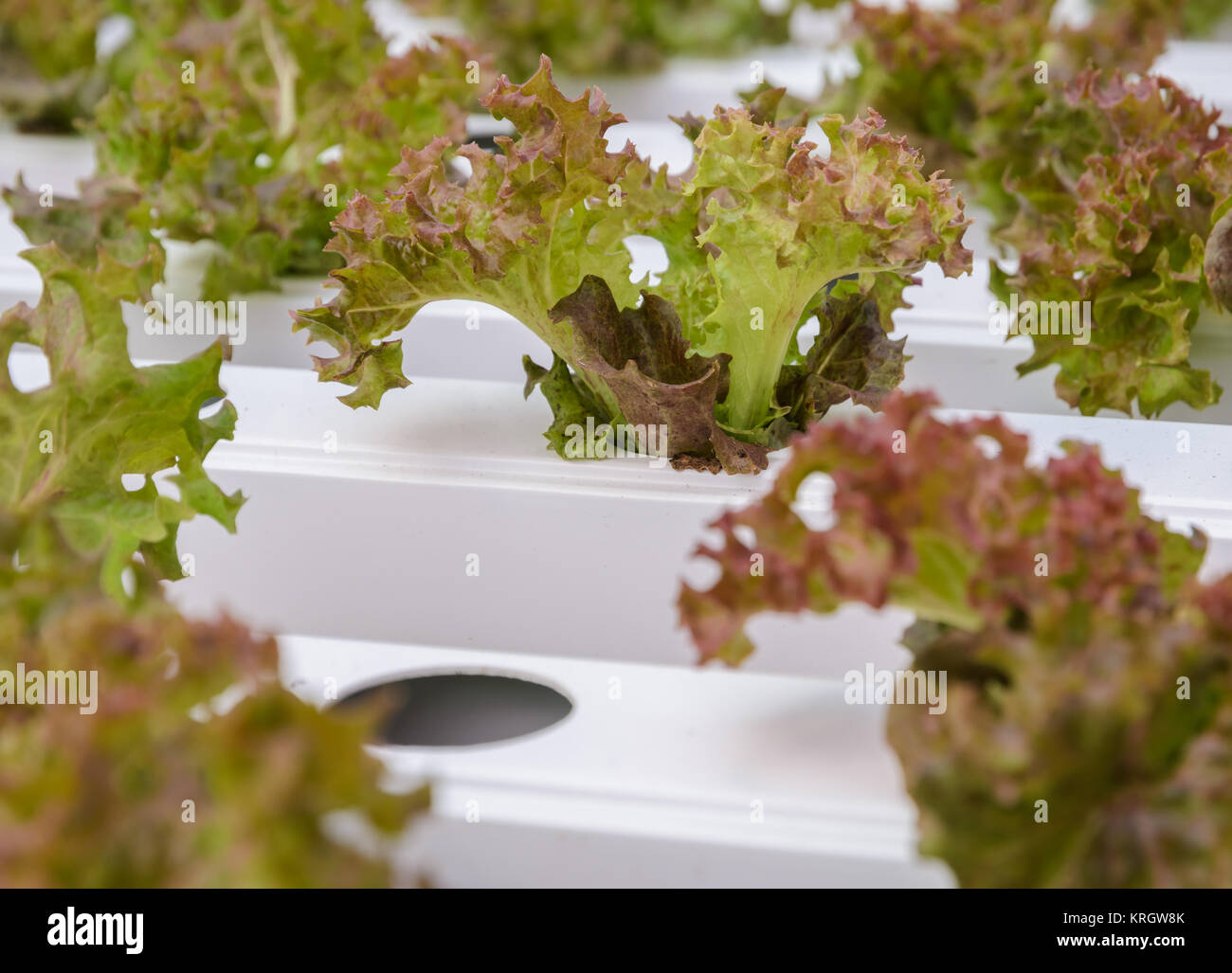 Close up of red coral leaf lettuce vegetables plantation Stock Photo