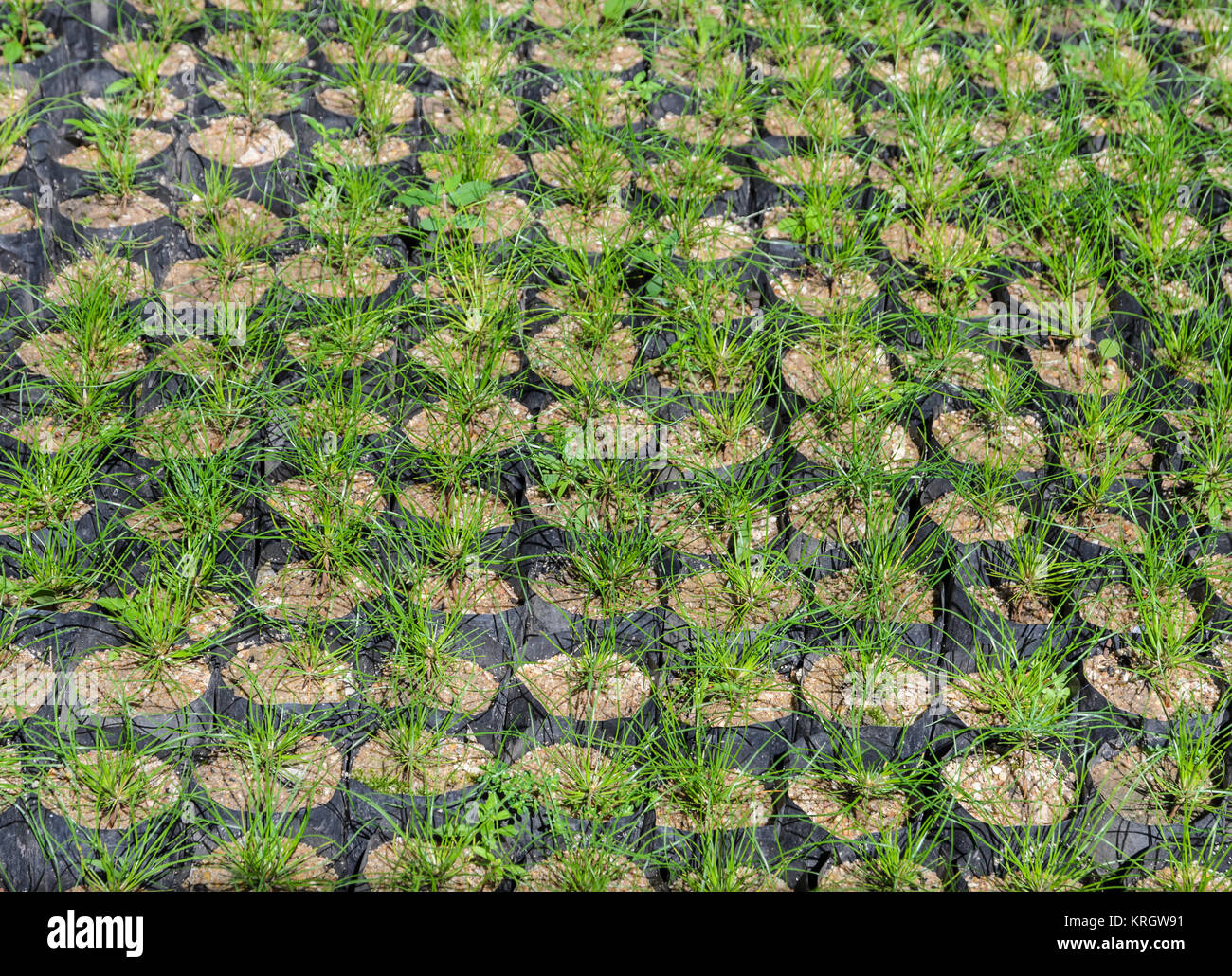 Pine tree seedlings Stock Photo Alamy