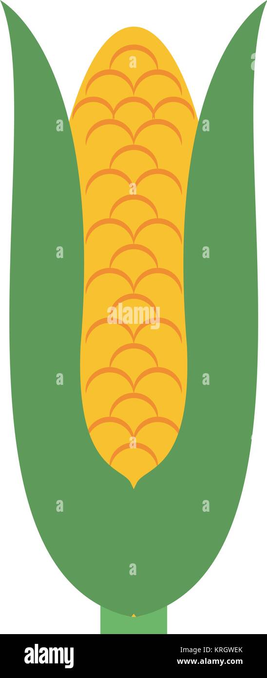 Corn vegetable isolated Stock Vector Image & Art - Alamy