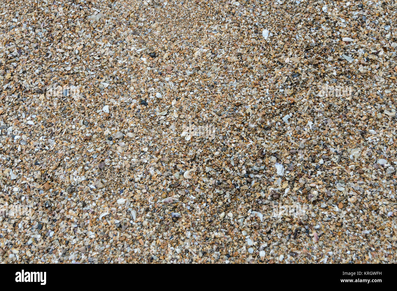 Nature background of seashells texture on beach Stock Photo - Alamy