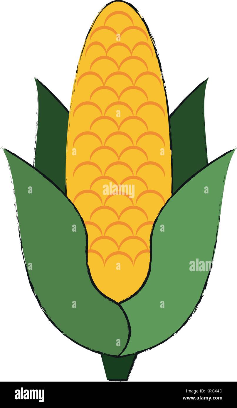 Corn vegetable isolated Stock Vector Image & Art - Alamy