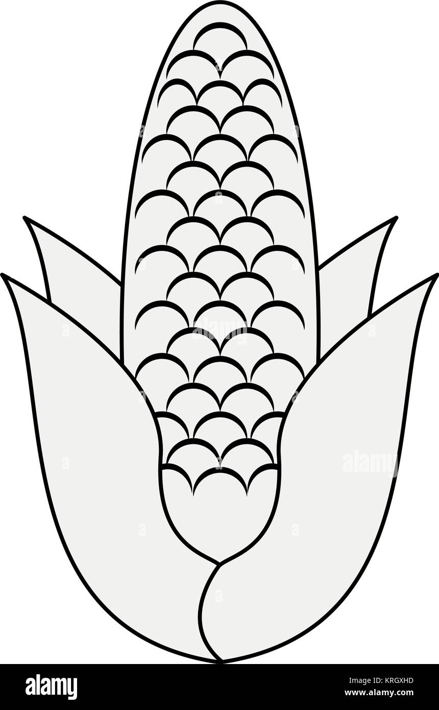 Corn vegetable isolated Stock Vector Image & Art - Alamy