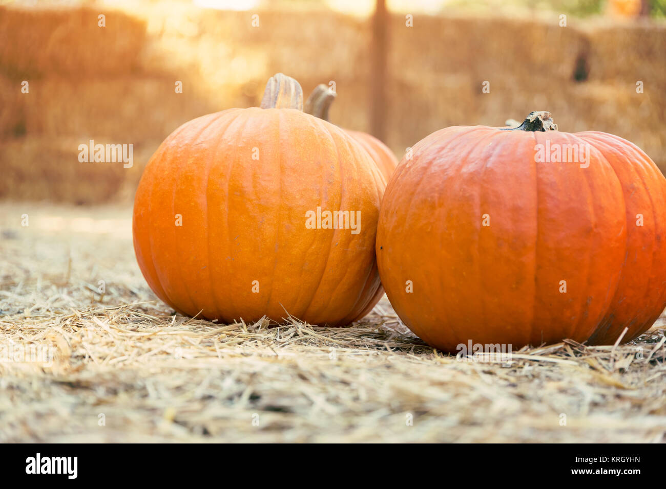 Pumpkins on hay Stock Photo - Alamy