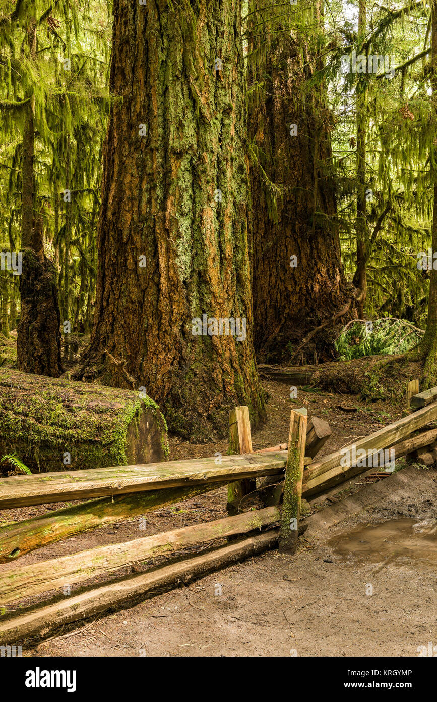 MacMillan Provincial Park, Vancouver Island, British Columbia, Canada. The MacMillan