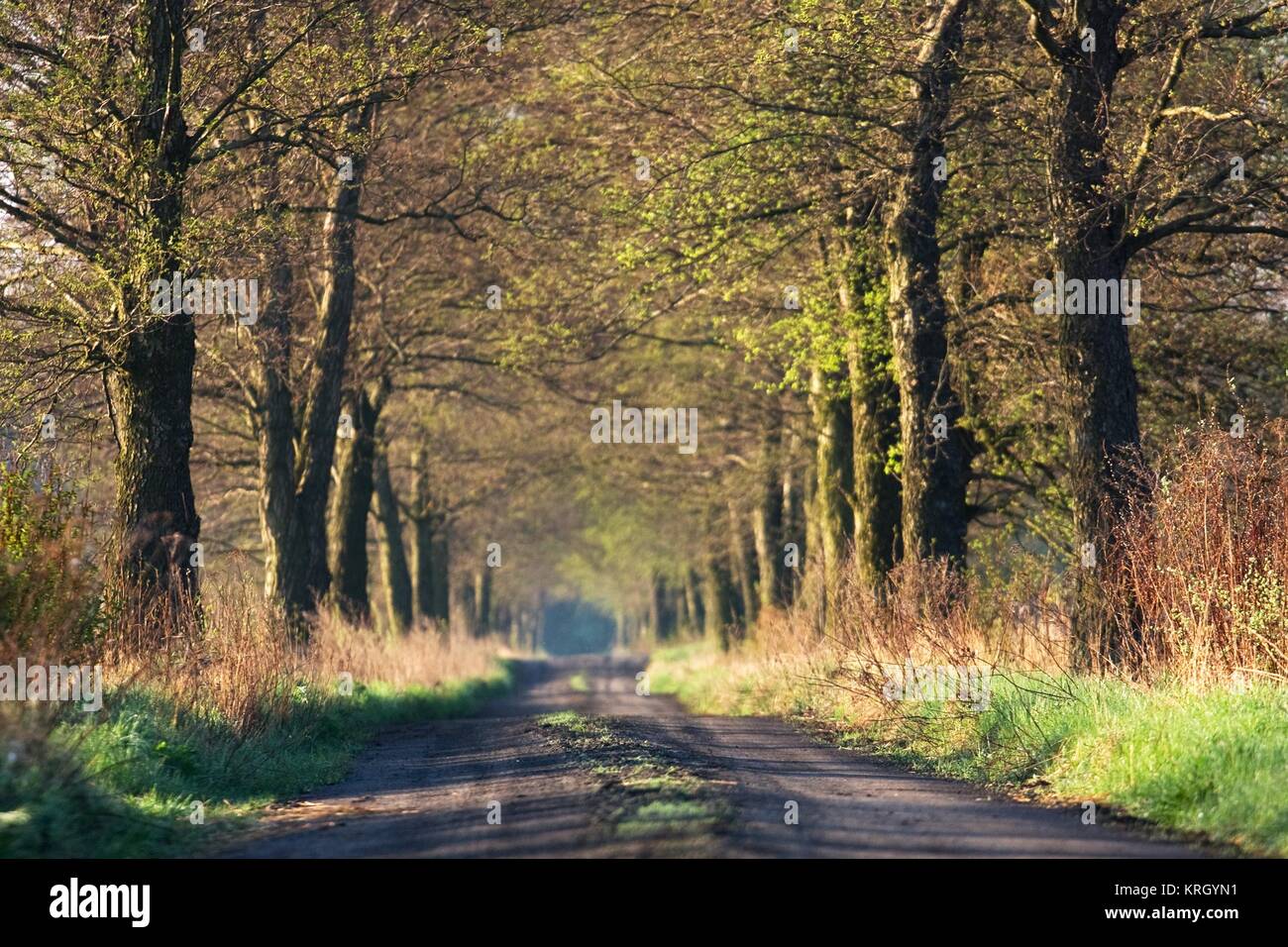 dirt road among trees Stock Photo - Alamy