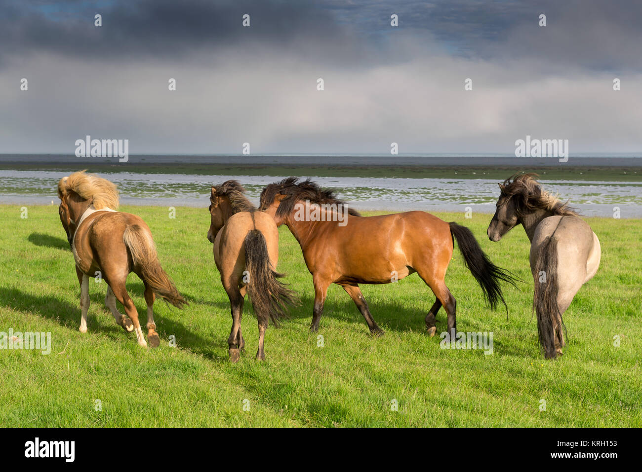 Horse Stock Photo