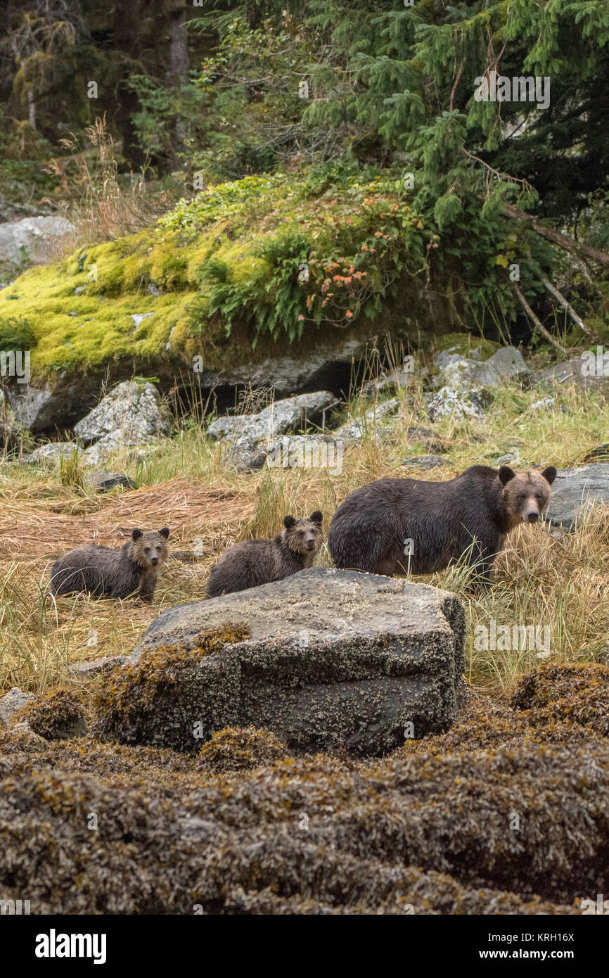 Mother grizzly bear and cubs Stock Photo