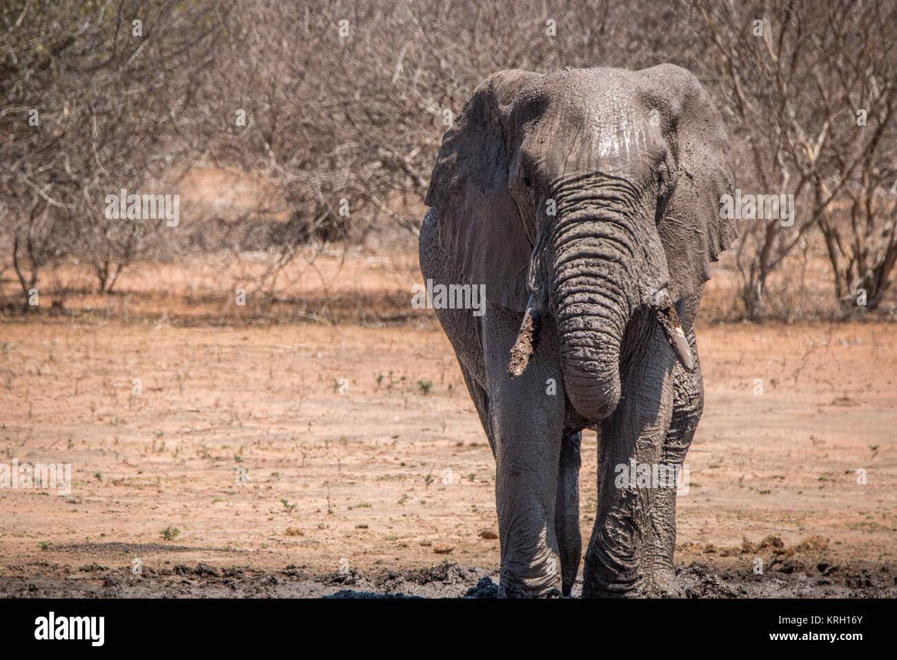 Elephant taking a mud bath Stock Photo - Alamy