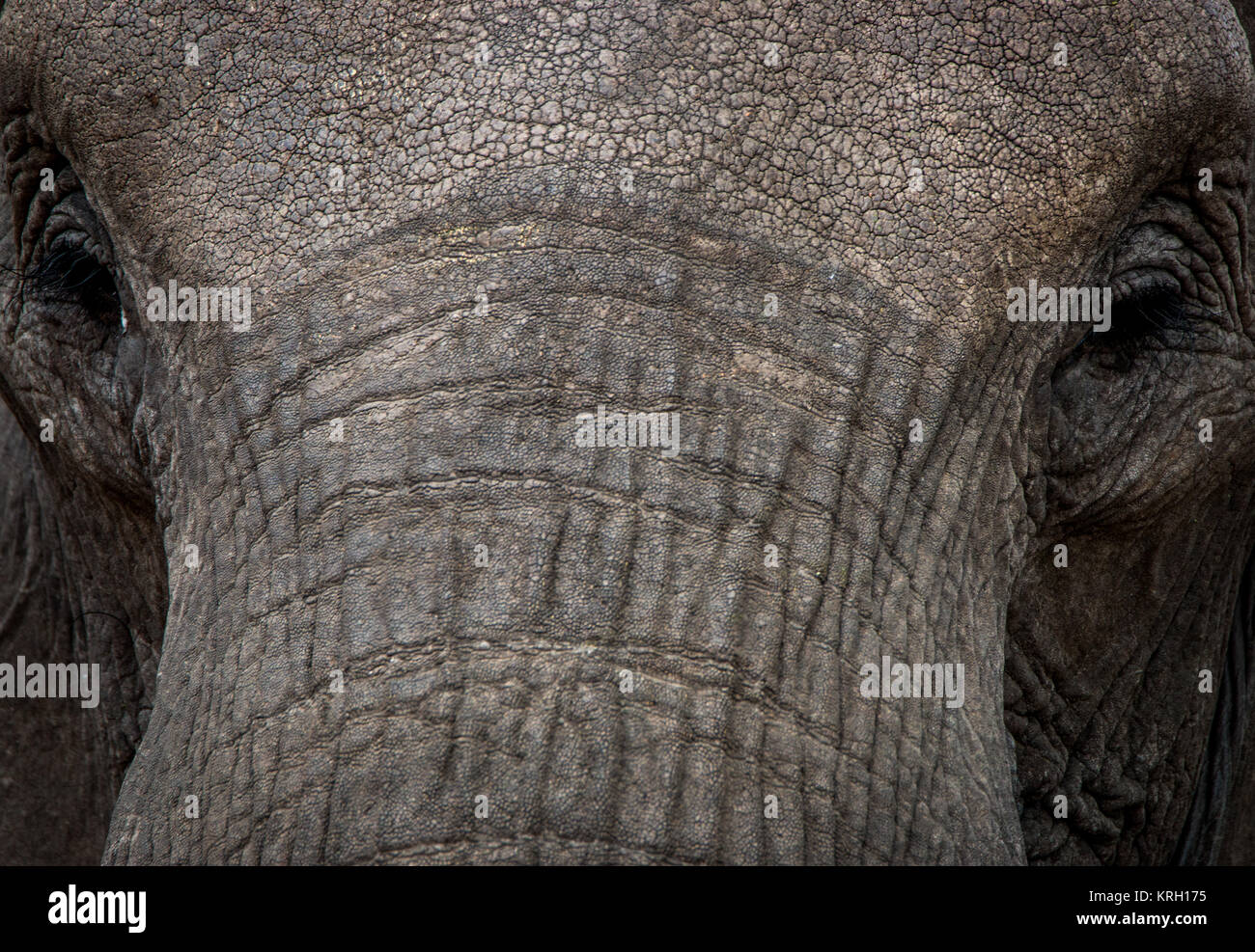 A Close up of Elephant eyes. Stock Photo