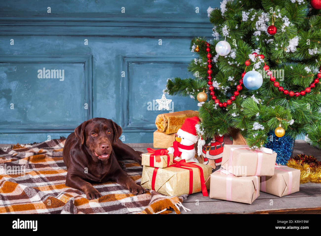 The black labrador retriever sitting with gifts on Christmas