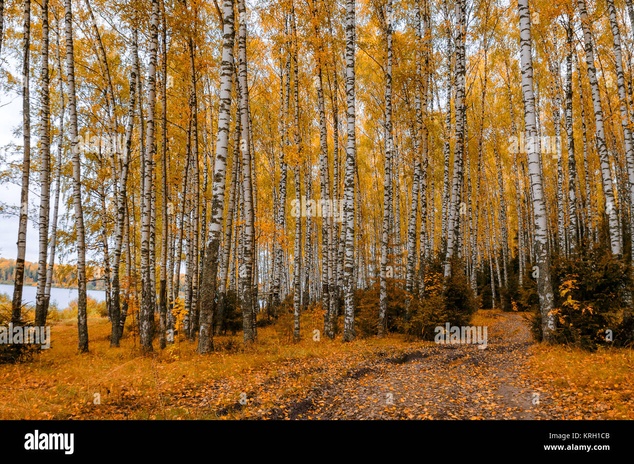 In The Autumn Forest Stock Photo - Alamy
