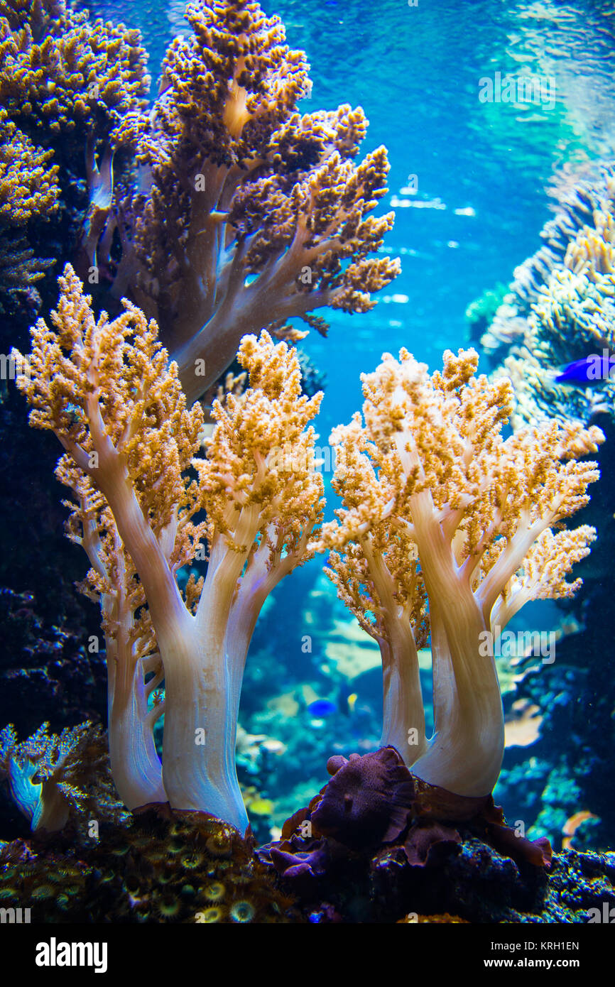 coral as a part of a coral reef Stock Photo