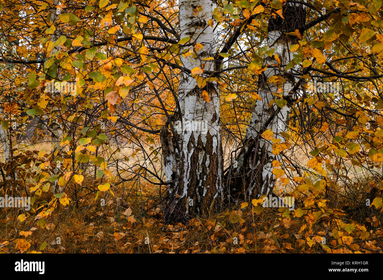 In The Autumn Forest Stock Photo - Alamy
