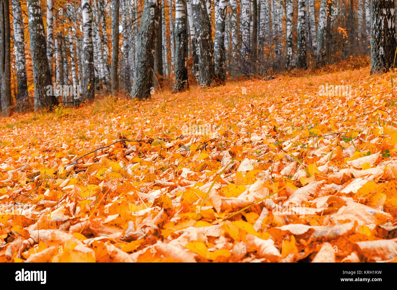 In The Autumn Forest Stock Photo - Alamy
