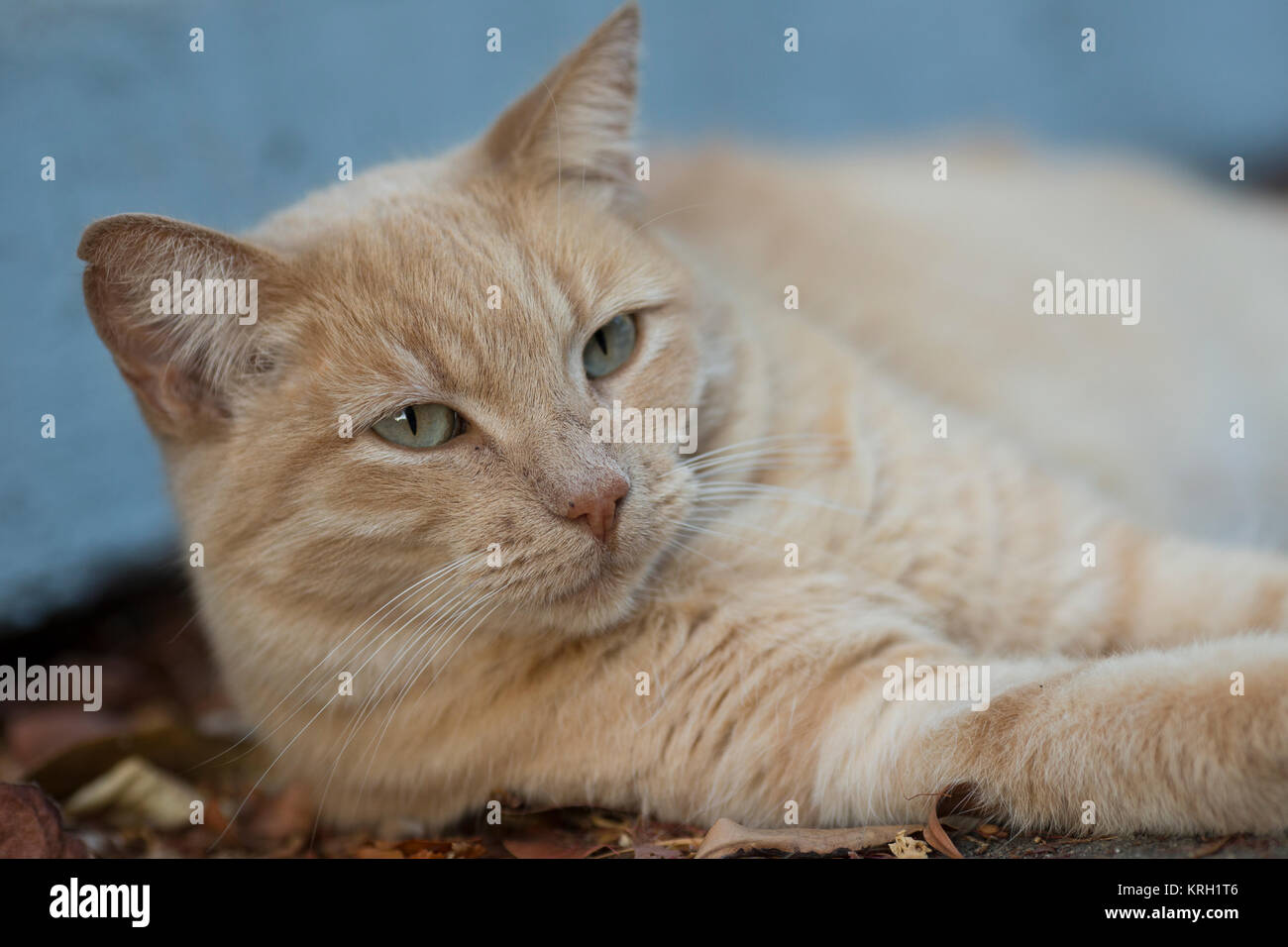orange stripped cat, relaxing in backyard Stock Photo