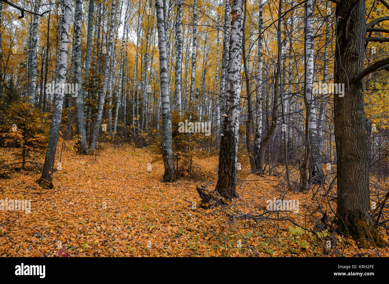 In The Autumn Forest Stock Photo - Alamy