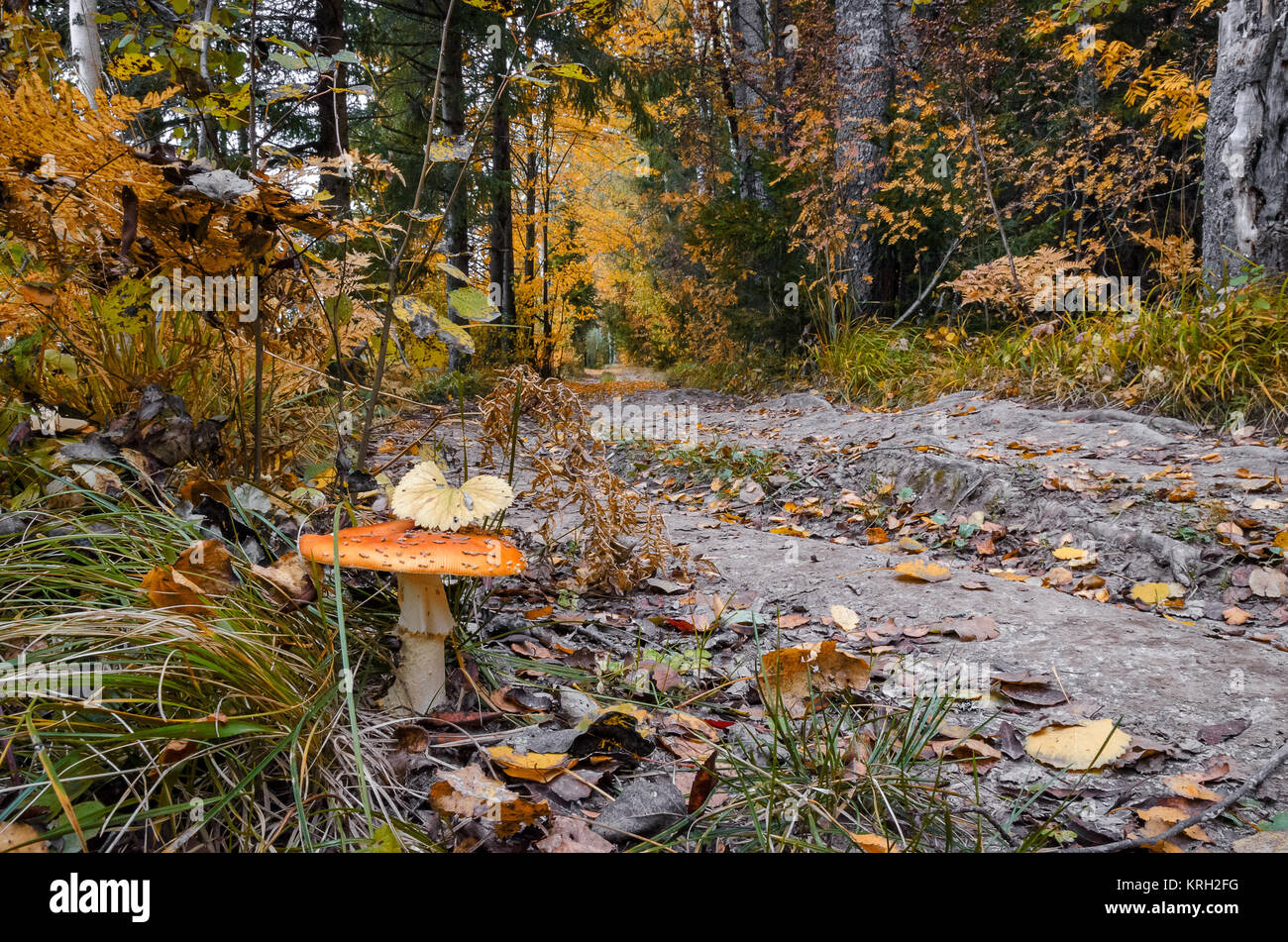 In The Autumn Forest Stock Photo - Alamy