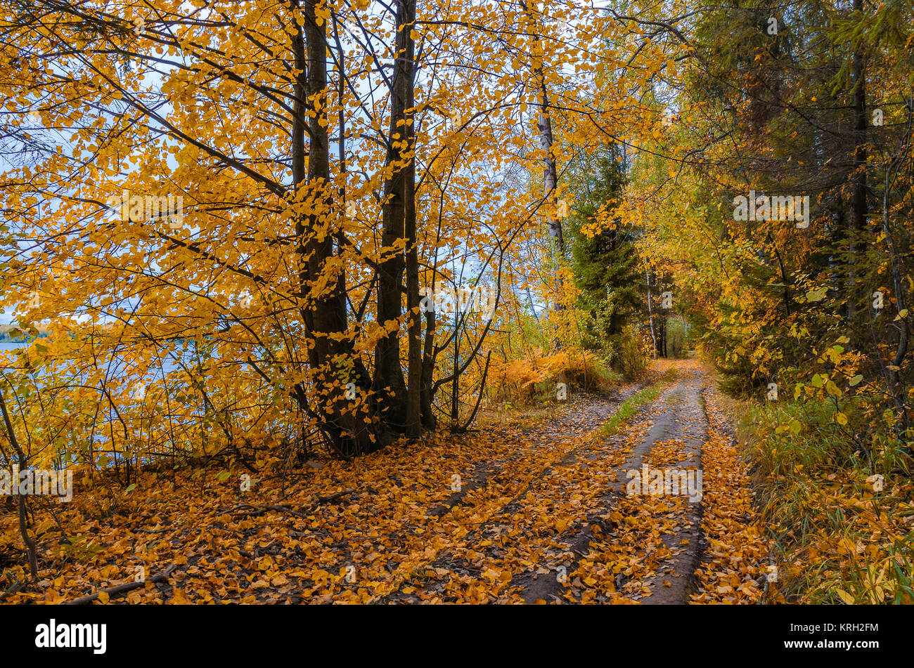 In The Autumn Forest Stock Photo - Alamy