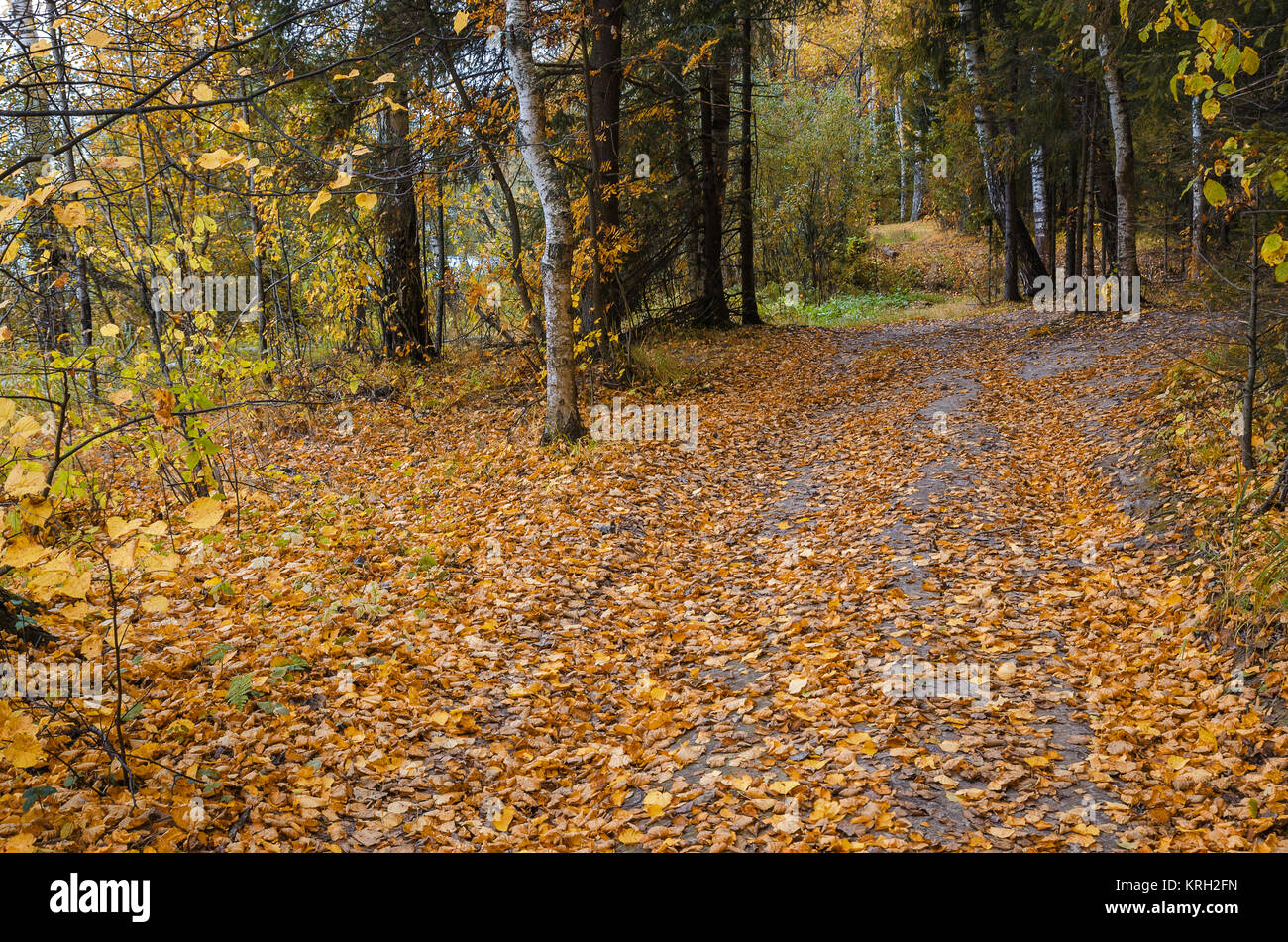 In The Autumn Forest Stock Photo - Alamy