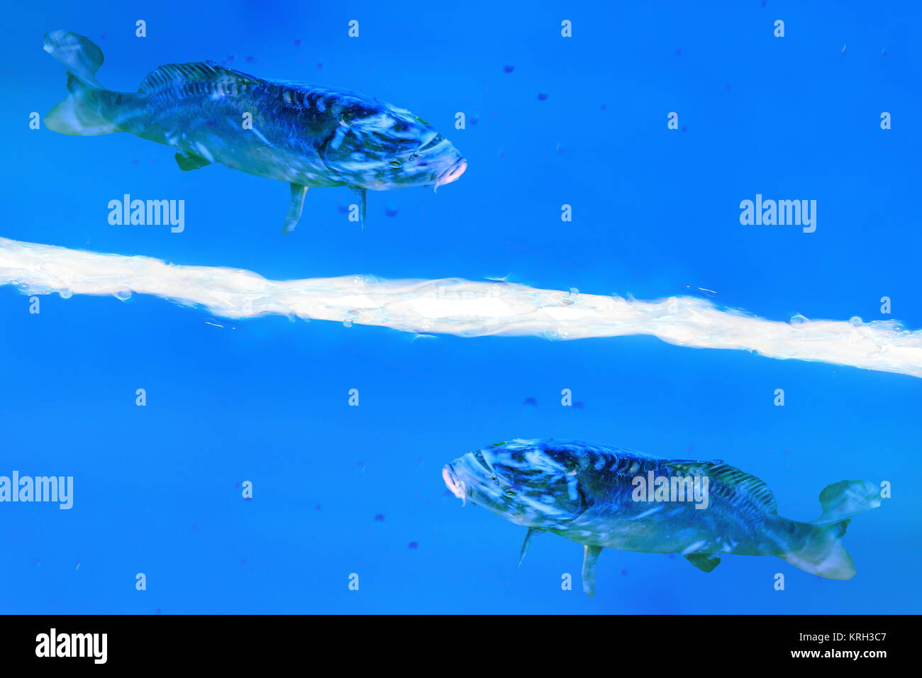 Abstrakter Hintergund. Zwei Fische schwimmen in einer blauen Flüssigkeit. Stock Photo