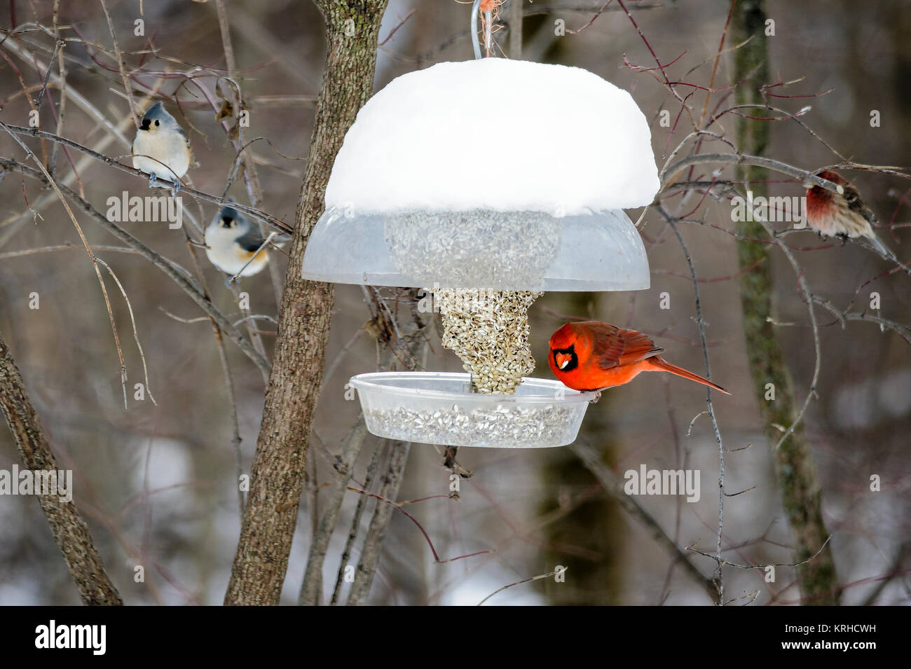 Cardinal On Backyard Feeder With Bluejays Waiting Their Turn Stock
