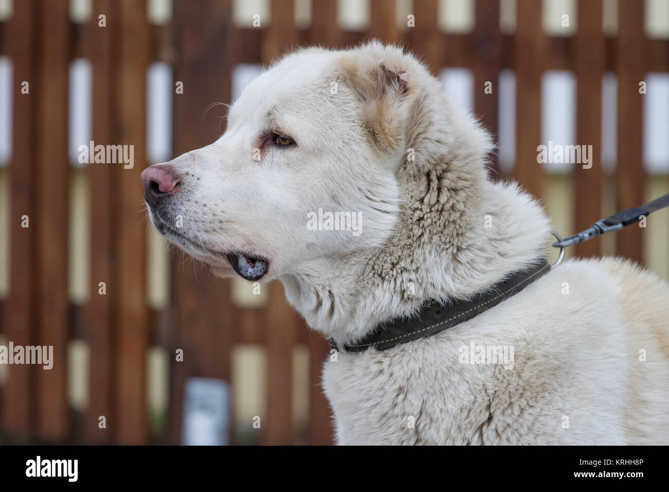 Central Asian Shepherd dog Stock Photo