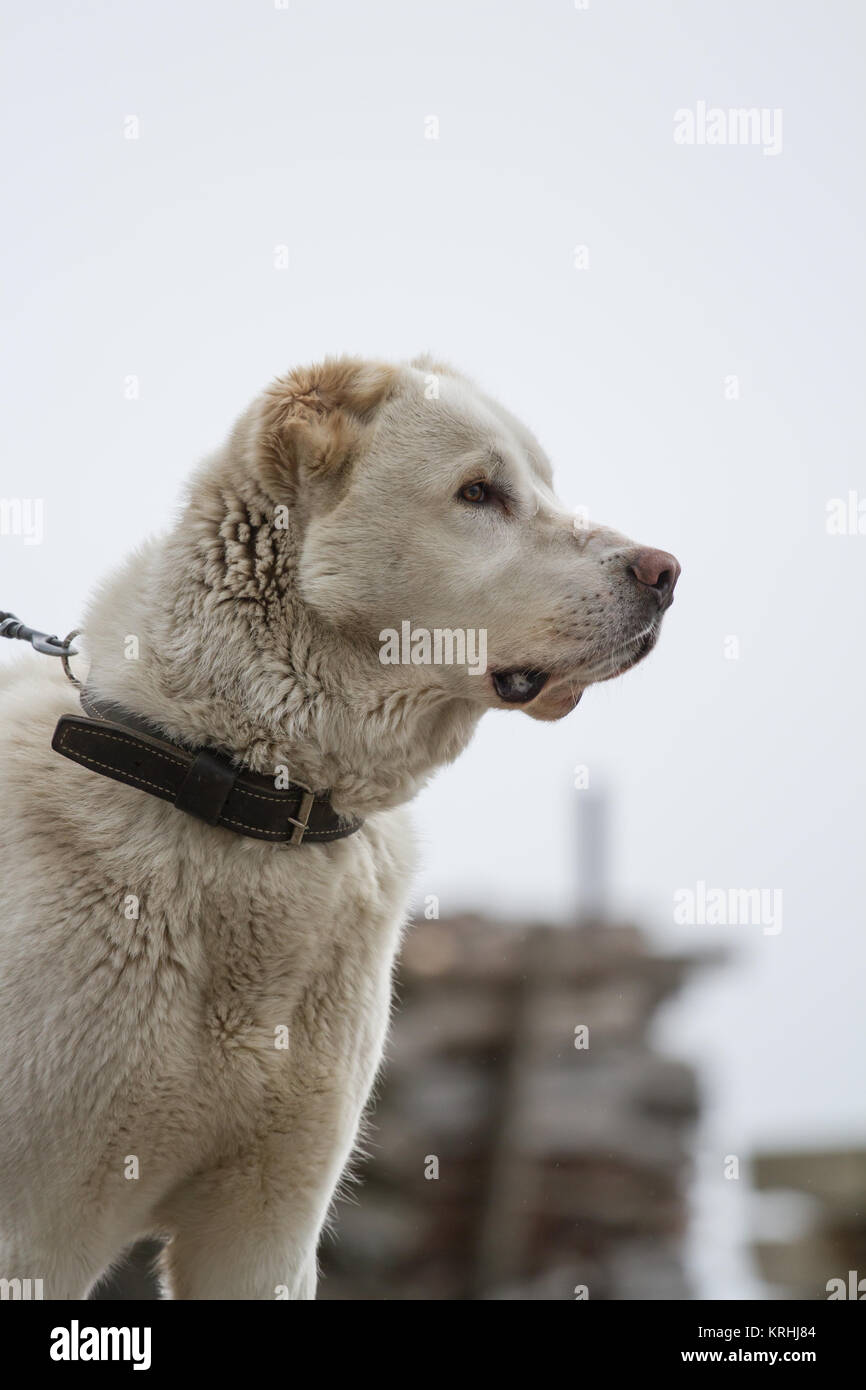 Central Asian Shepherd dog Stock Photo