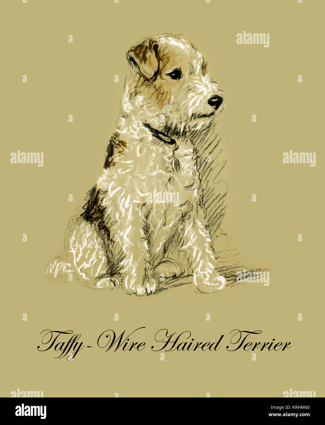 Taffy the Wire Haired Terrier Stock Photo