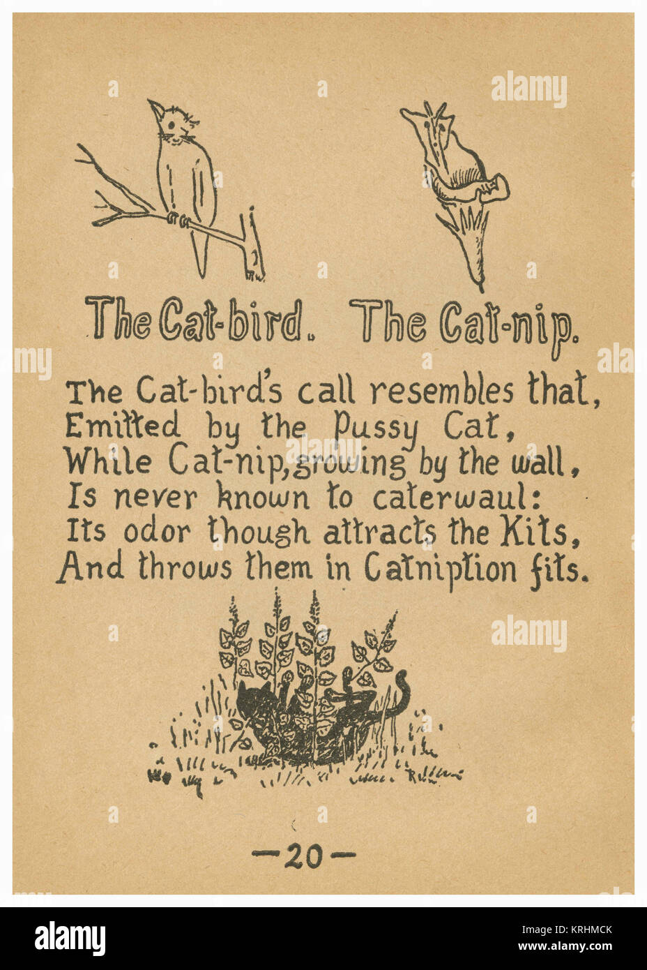 The Cat-bird. The Cat-nip. Stock Photo
