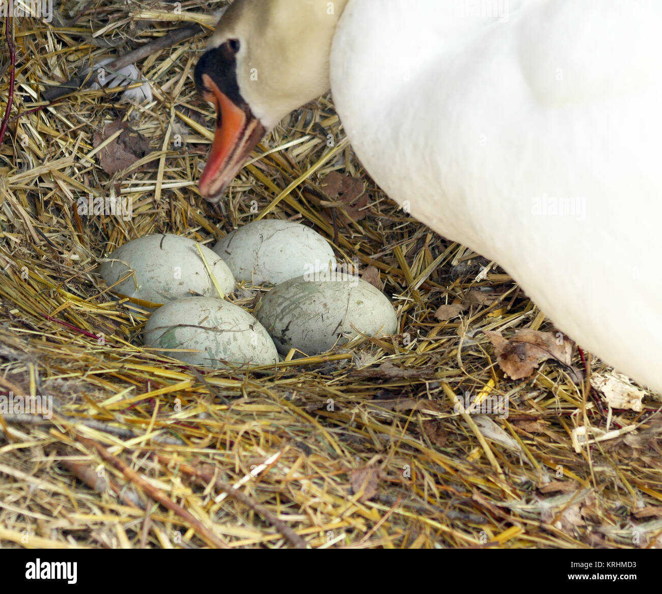 Mute Swan female looking over and checking her four unhatched eggs