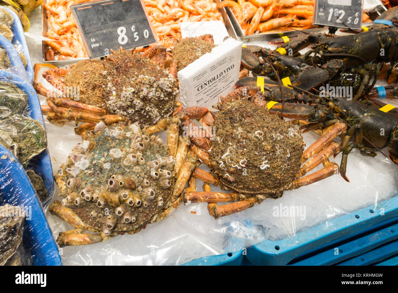 Fresh seafood snow crabs, centollo vivo, prawns, oysters, lobsters in a