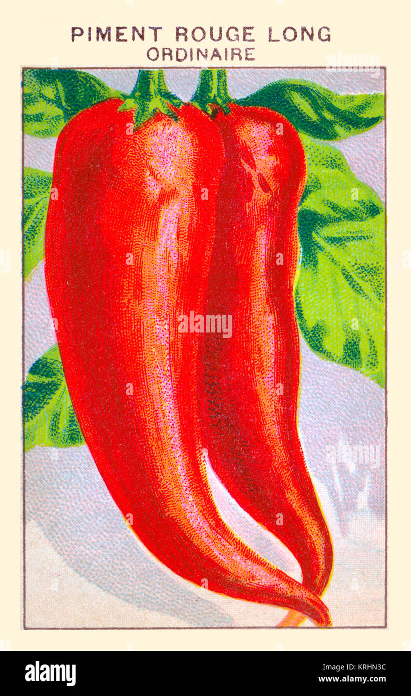 Piment Rouge Long Ordinaire Stock Photo Alamy