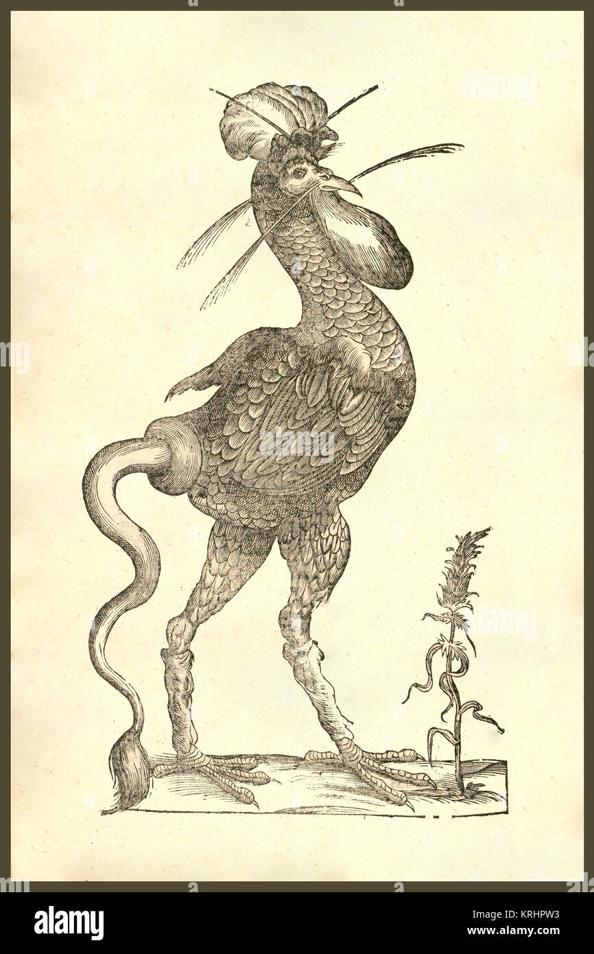 'Woodcut, Gallus Monstrosus, monstrous rooster with a long cow's tail, feathery whiskers on its face, hybrid, chimera.   From the 1642 book Monstrorum Historia by Ulisse Aldrovandi  (Bologna, 1522-1605).   He is considered the founder of modern Natural History.' Stock Photo
